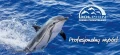 dolphindelfin.jpg