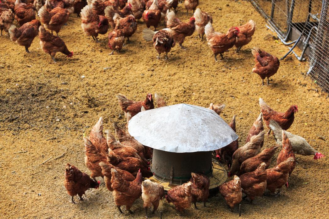 kury w kurniku podczas karmienia