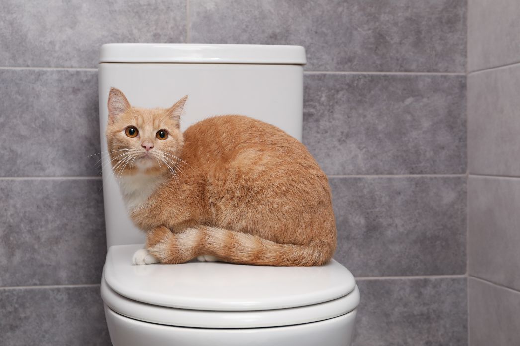 Jak pozbyć się zapachu kociego moczu? 7 skutecznych sposobów